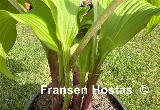 Hosta Granny's Smile
