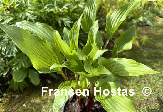 Hosta Granny's Smile