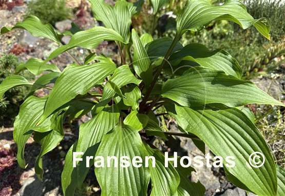 Hosta Granny's Smile