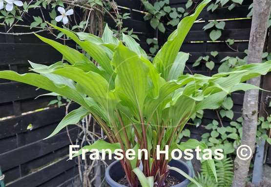 Hosta Granny's Smile