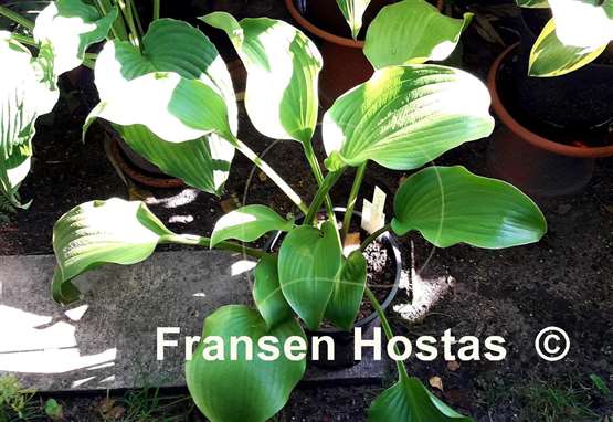 Hosta Grape Fizz