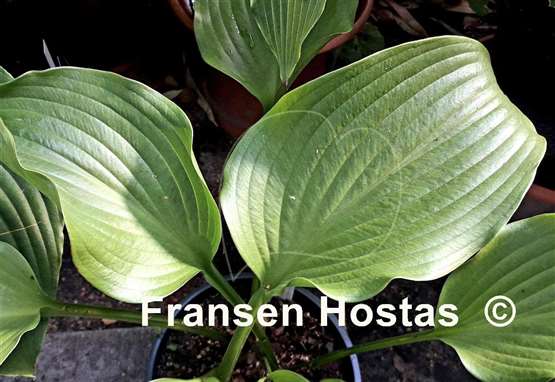 Hosta Grape Fizz