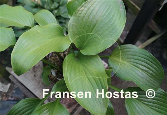 Hosta Grape Fizz