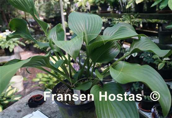 Hosta Grape Fizz