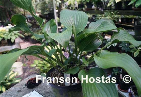 Hosta Grape Fizz