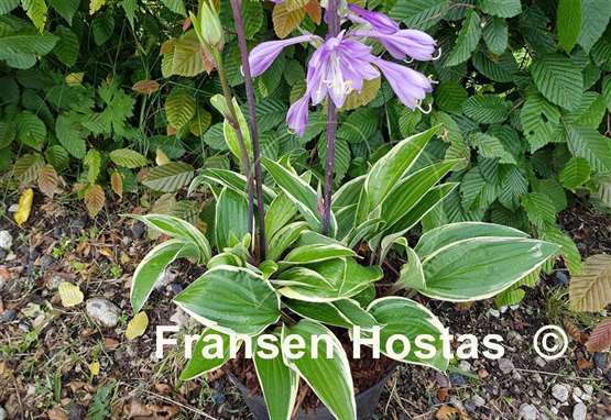 Hosta Grateful Red