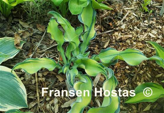 Hosta Gravity Rocks