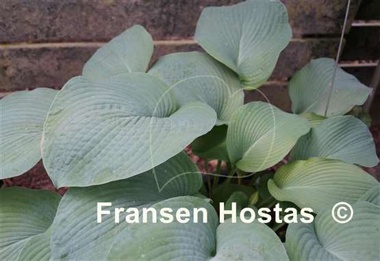 Hosta Gray Cole