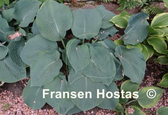 Hosta Gray Cole