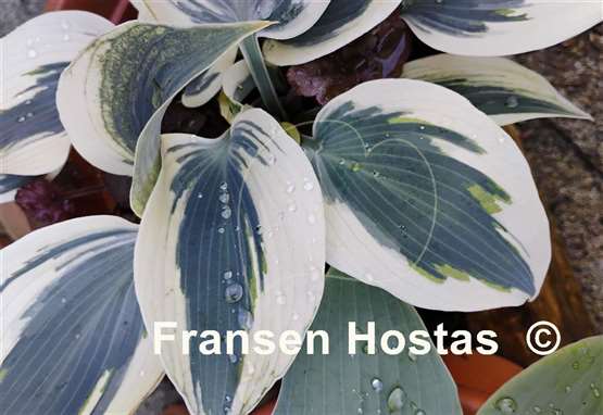 Hosta Great Escape