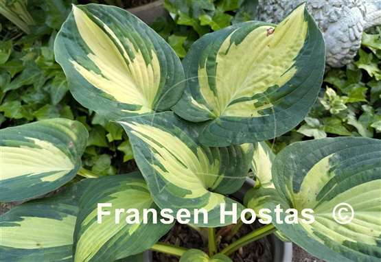Hosta Great Expectations