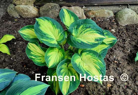 Hosta Great Expectations