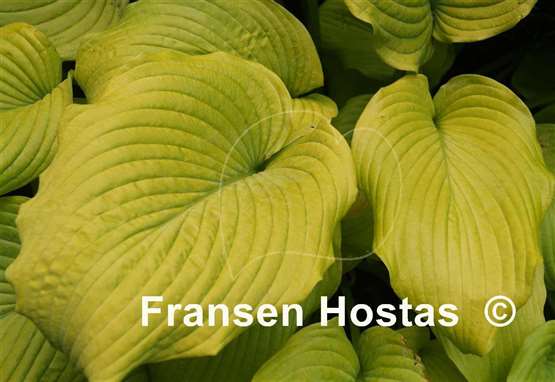 Hosta Great Lakes Gold