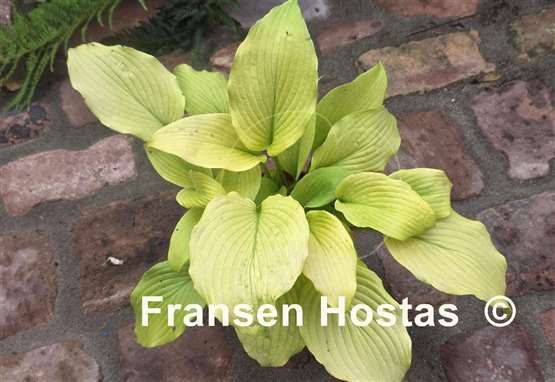 Hosta Great Lakes Gold
