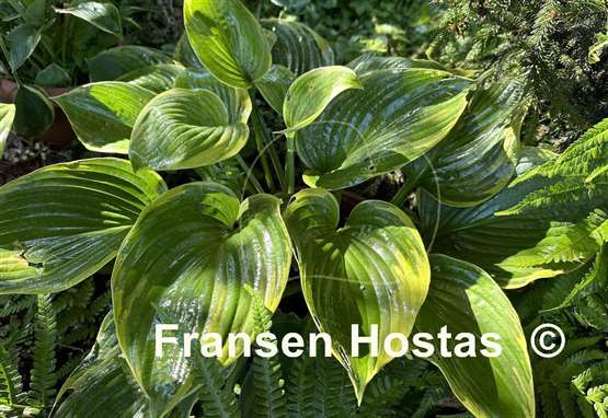Hosta Great White Whale