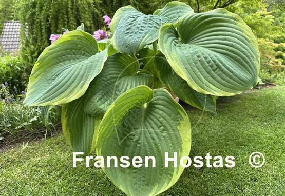 Hosta Great White Whale