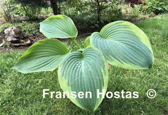 Hosta Great White Whale