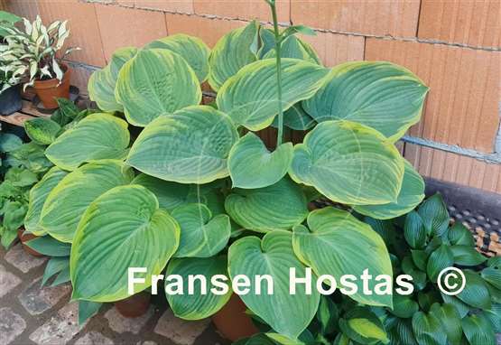 Hosta Great White Whale