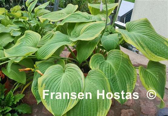 Hosta Great White Whale