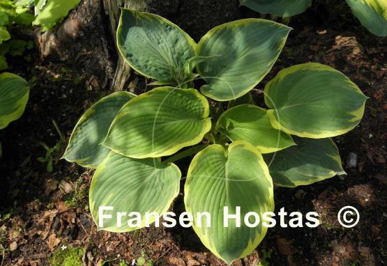 Hosta Great Arrival
