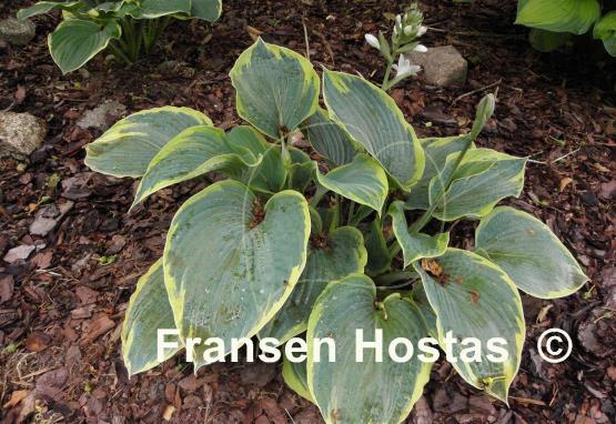 Hosta Great Arrival