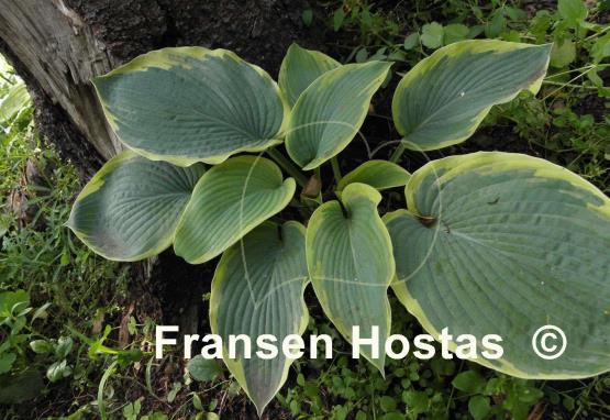 Hosta Great Arrival