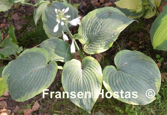 Hosta Great Arrival