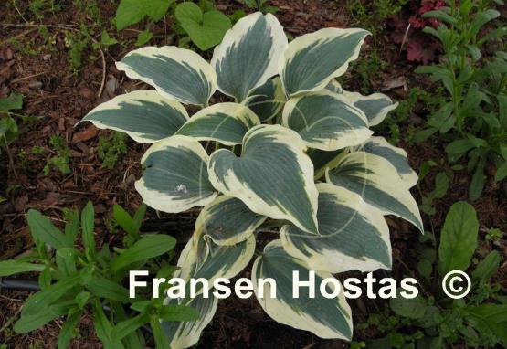 Hosta Great Escape
