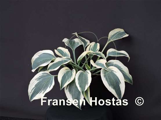 Hosta Great Escape - Fransen Hostas