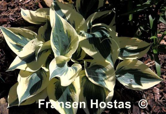 Hosta Great Escape