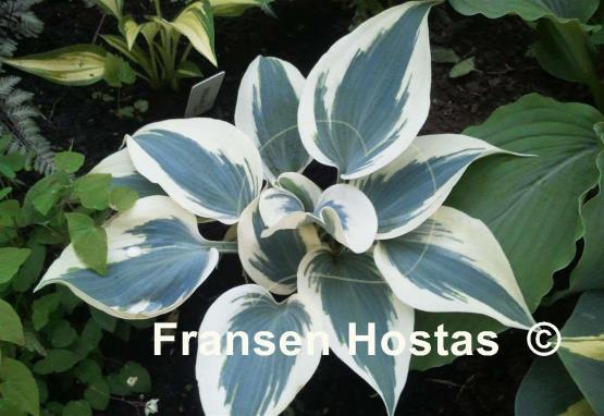 Hosta Great Escape