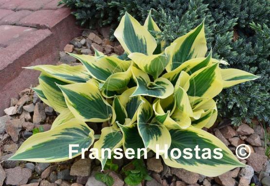 Hosta Great Escape