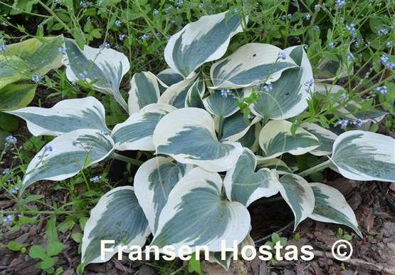 Hosta Great Escape - Fransen Hostas