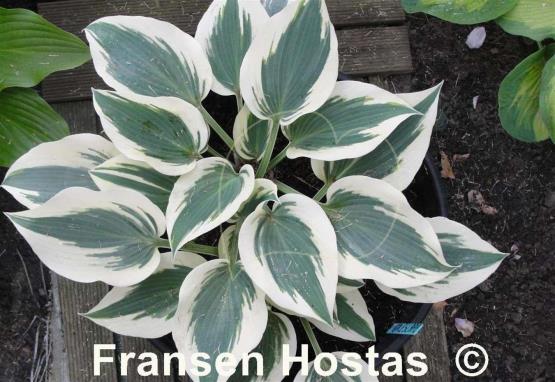 Hosta Great Escape