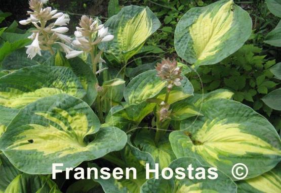 Hosta Great Expectations