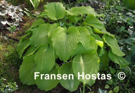 Hosta Great Lakes Gold