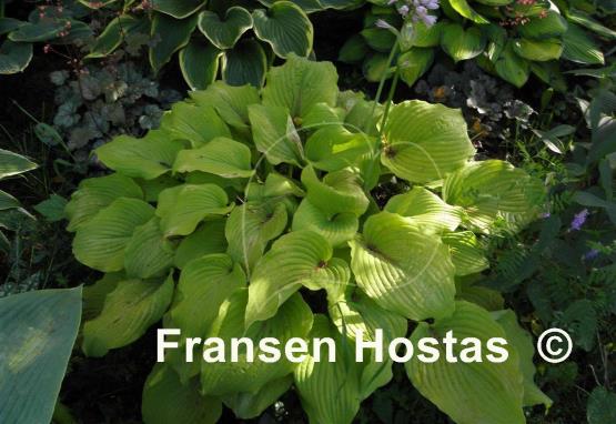 Hosta Great Lakes Gold