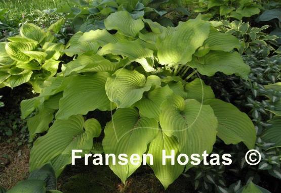 Hosta Great Lakes Gold
