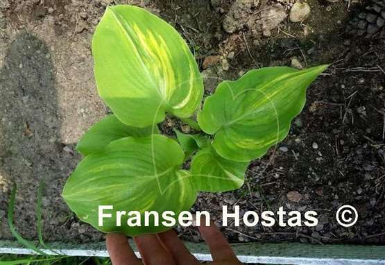 Hosta Grecian Lace