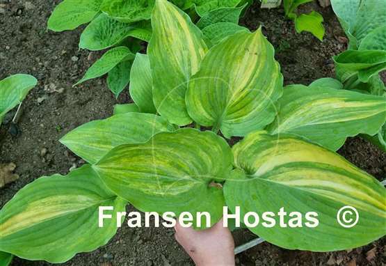 Hosta Grecian Lace