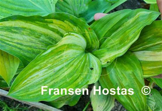 Hosta Grecian Lace
