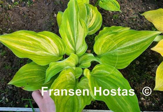 Hosta Grecian Lace