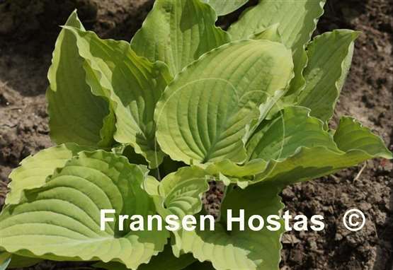 Hosta Grecian Vase