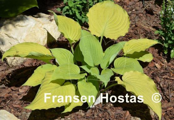 Hosta Grecian Vase