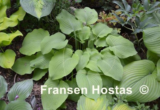 Hosta Grecian Vase