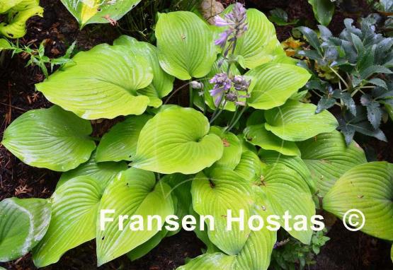 Hosta Grecian Vase