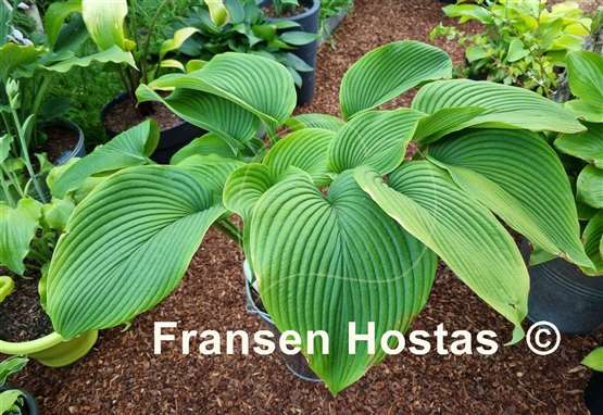 Hosta Green Acres