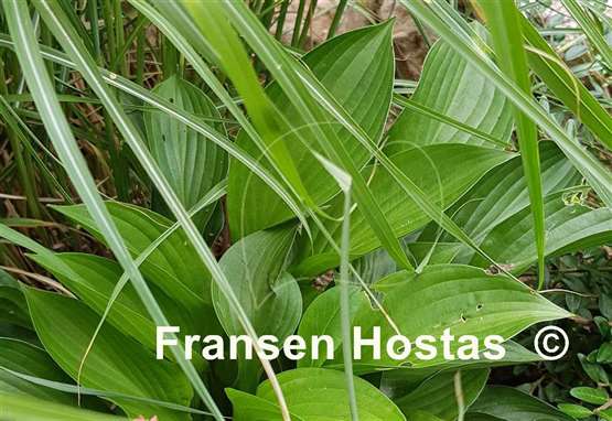 Hosta Green Bag