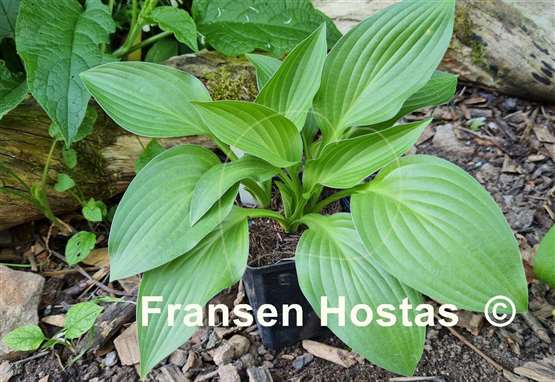 Hosta Green Bag