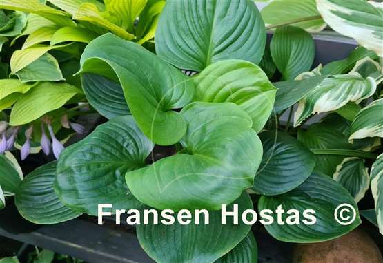 Hosta Green Blimp